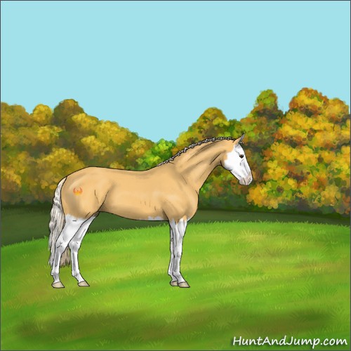 Horse Color:Palomino Splash 