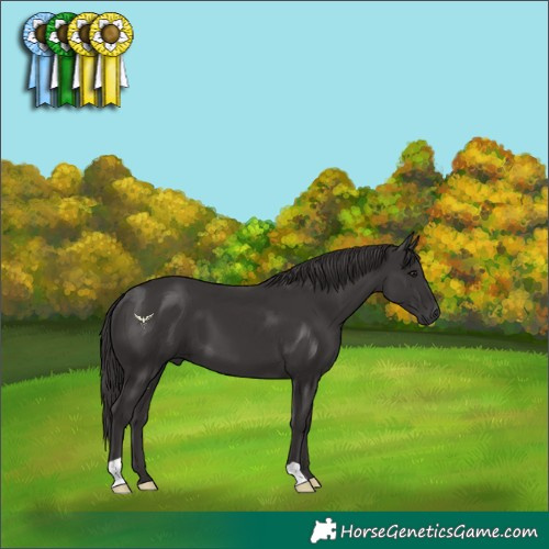 Horse Color:Smoky Black 