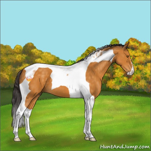 Horse Color:Buckskin Tobiano 