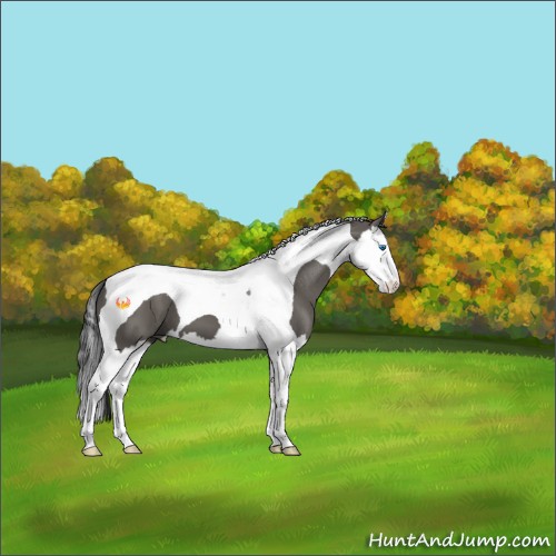 Horse Color:Grullo Splash Tobiano 