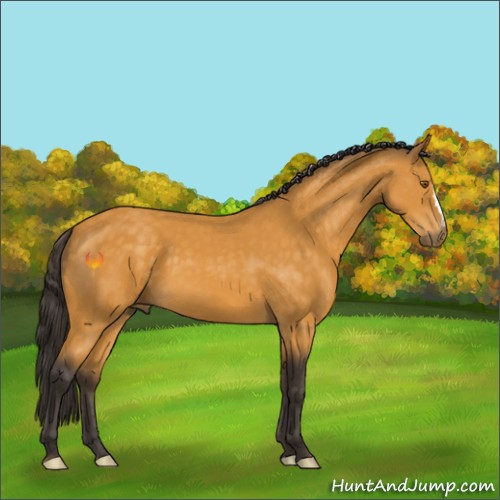 Horse Color:Buckskin 