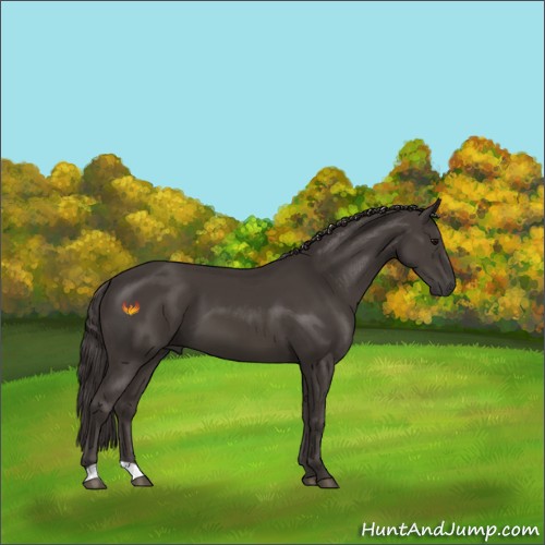 Horse Color:Smoky Black 