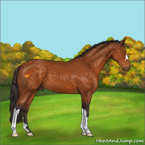 Horse Color:Buckskin 