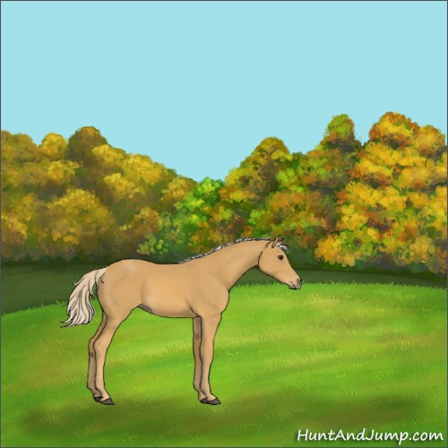 Horse Color:Palomino 