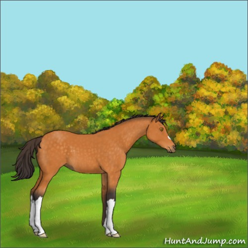 Horse Color:Buckskin 
