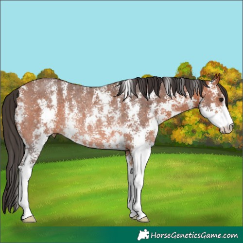 Horse Color:Bay Sabino Rabicano