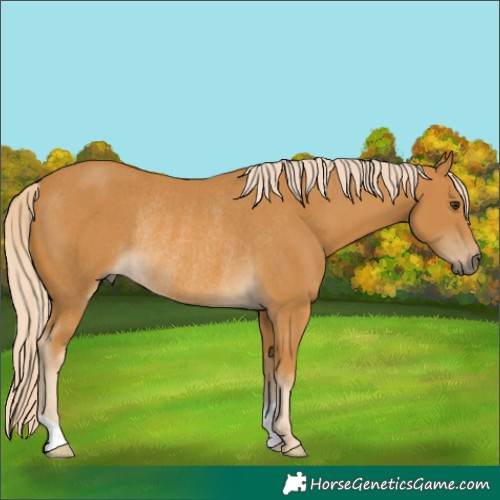 Horse Color:Palomino Rabicano 