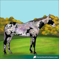 Horse Color:Nacre White Spotted Bay Ice Splash Appaloosa 