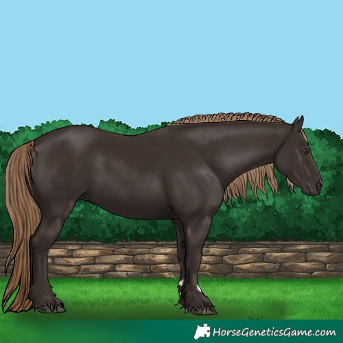 Horse Color:Liver Chestnut Rabicano 