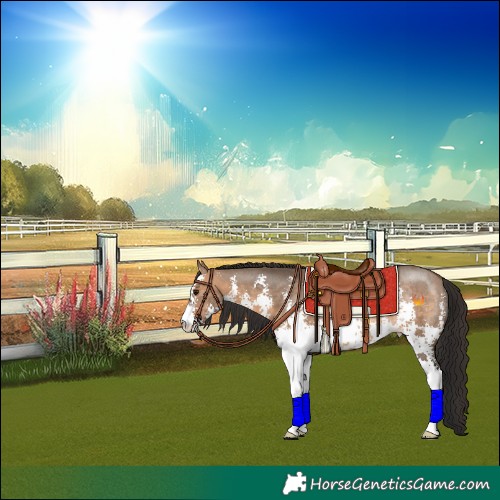 Horse Color:Brown Dun Sabino Rabicano 