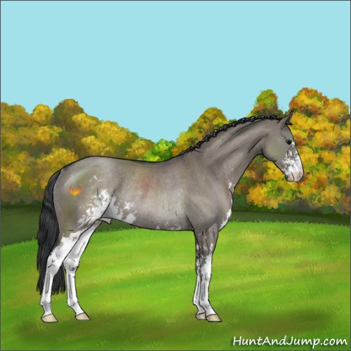 Horse Color:Grullo Sabino Rabicano 