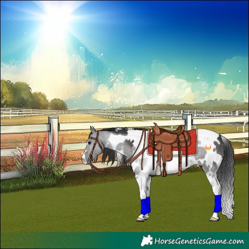 Horse Color:White Spotted Black Tobiano Rabicano 