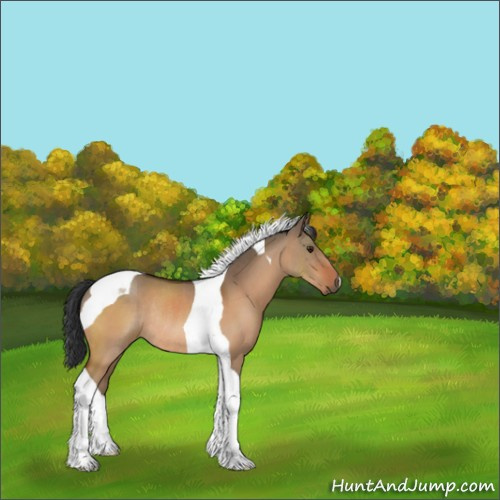 Horse Color:Brown Dun Tobiano Rabicano 