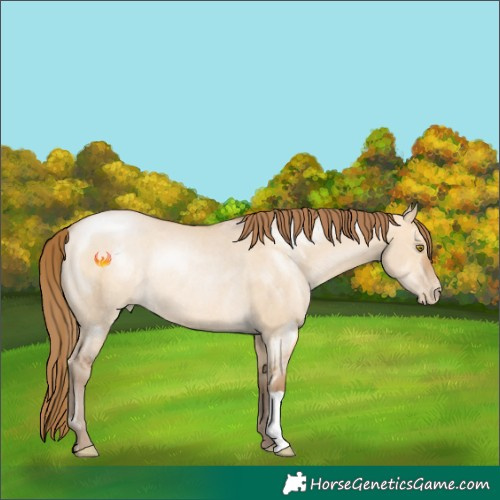 Horse Color:Brown Pearl Dun Rabicano 
