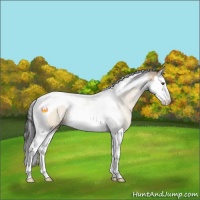 Horse Color:Brown Dun Sabino Splash Tobiano