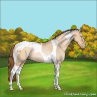 Horse Color:Brown Pearl Dun Tobiano Rabicano 