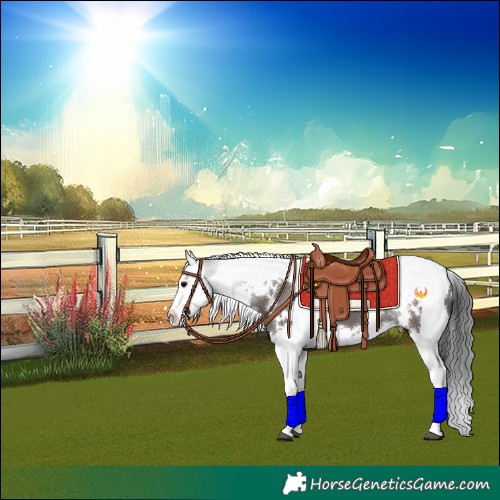 Horse Color:White Spotted Grullo Splash Tobiano 