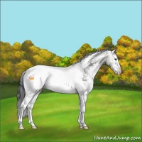 Horse Color:White Spotted Grullo Tobiano Rabicano