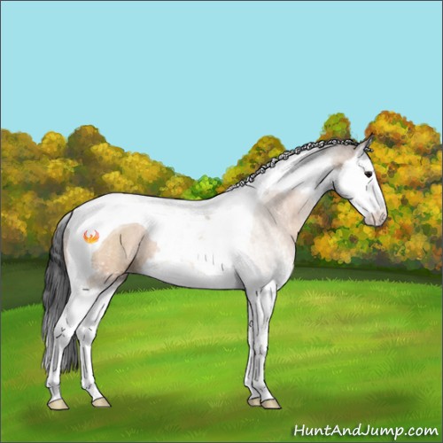 Horse Color:White Spotted Bay Dun Splash Tobiano Rabicano 