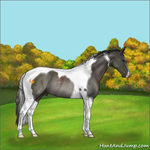 Horse Color:Smoky Black Tobiano Rabicano 