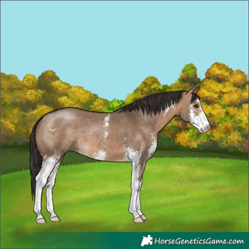 Horse Color:Brown Dun Sabino 