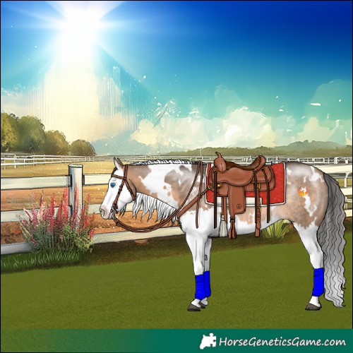 Horse Color:White Spotted Brown Dun Splash Rabicano