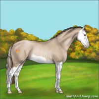 Horse Color:Grullo Pearl Sabino Splash Rabicano 