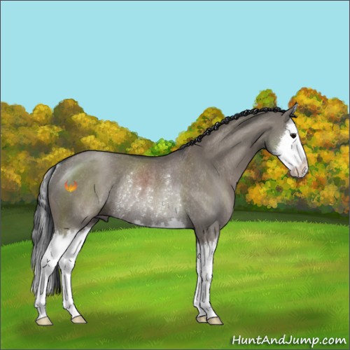Horse Color:Grullo Sabino Splash Rabicano 
