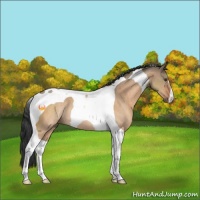 Horse Color:Brown Dun Tobiano Rabicano 
