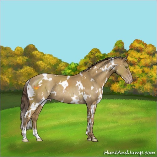 Horse Color:White Spotted Classic Cream Champagne Sabino Rabicano 