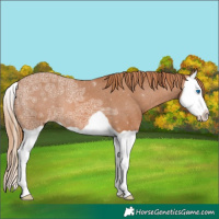 Horse Color:Chestnut Ice Splash Appaloosa 