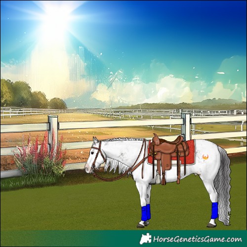 Horse Color:Smoky Grullo Sabino Rabicano 