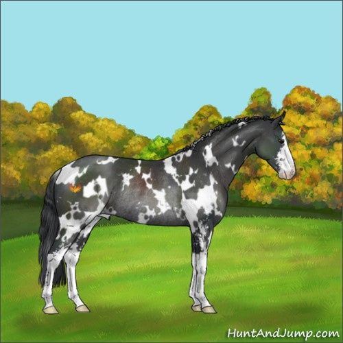 Horse Color:White Spotted Black Sabino Rabicano 