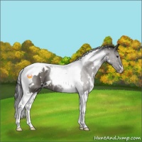 Horse Color:White Spotted Grullo Tobiano