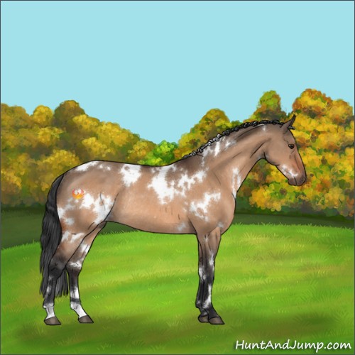 Horse Color:White Spotted Brown Dun Rabicano 