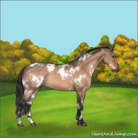 Horse Color:White Spotted Brown Dun Rabicano