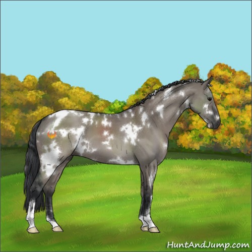 Horse Color:White Spotted Grullo