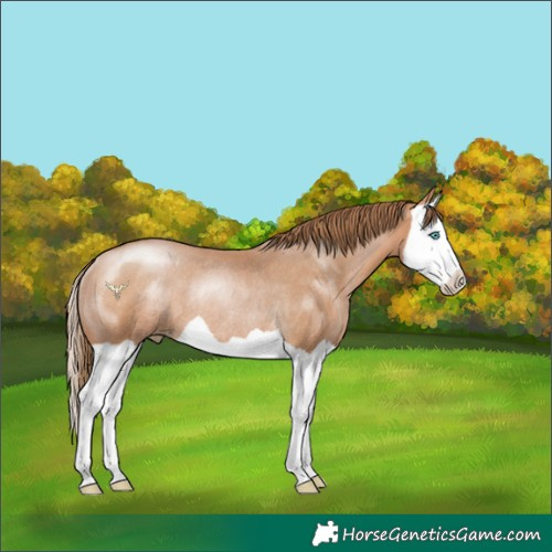 Horse Color:Brown Pearl Splash Rabicano 