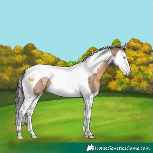 Horse Color:Brown Dun Splash Tobiano Rabicano 