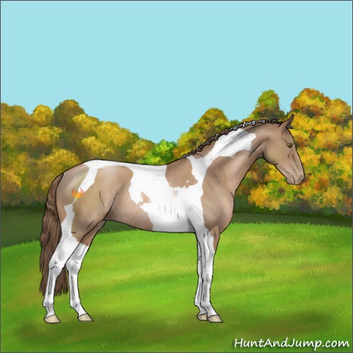 Horse Color:Black Pearl Tobiano Rabicano 