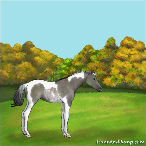 Horse Color:Grullo Tobiano Rabicano 