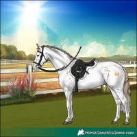 Horse Color:White Spotted Black Pearl Tobiano 