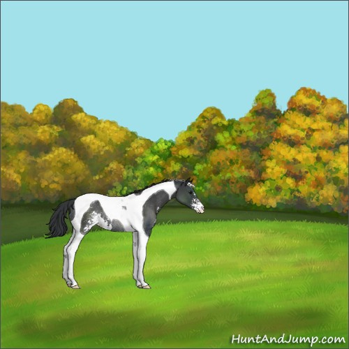 Horse Color:Black Sabino Tobiano Rabicano 