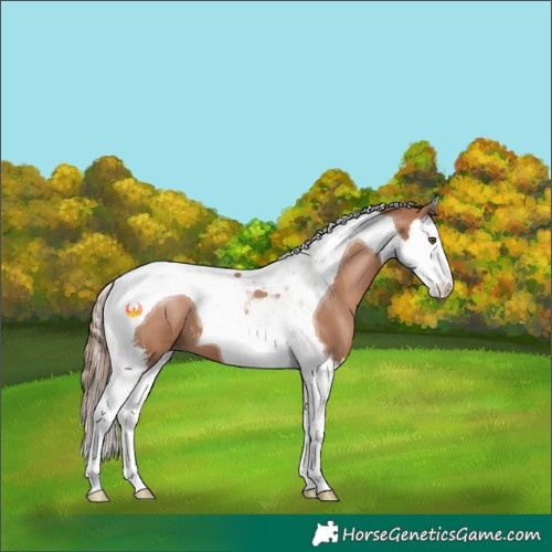 Horse Color:Black Pearl Sabino Splash Tobiano 