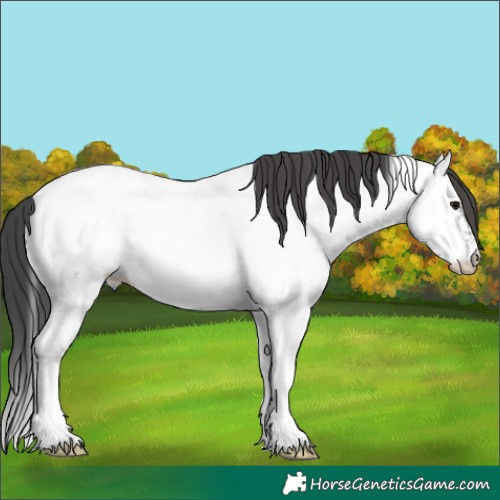 Horse Color:Blue Roan Tobiano Fewspot 
