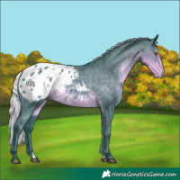 Horse Color:Watercolor Silver Smoky Black Chinchilla Appaloosa 