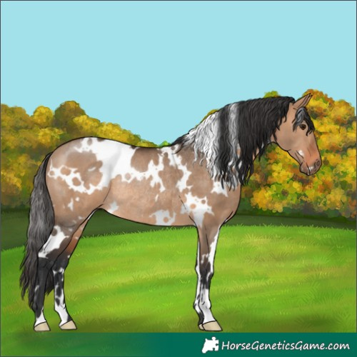 Horse Color:White Spotted Bay Dun Rabicano 