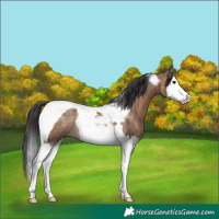 Horse Color:Brown Dun Splash Tobiano Rabicano 