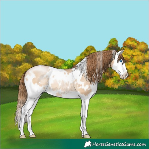 Horse Color:White Spotted Brown Pearl Dun Splash Rabicano 