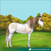 Horse Color:White Spotted Brown Pearl Dun Splash Rabicano